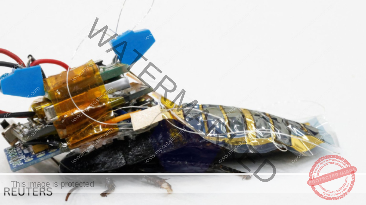 Meet Japan's cyborg cockroach, coming to disaster area near you