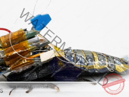 Meet Japan's cyborg cockroach, coming to disaster area near you